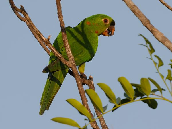 Witoogaratinga (Psittacara leucophthalmus)